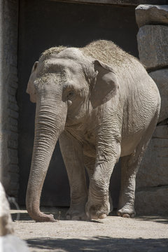 elephant at the zoo