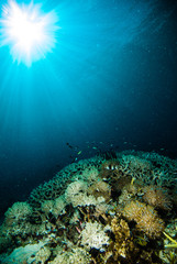 Fototapeta na wymiar sun shine scuba diver kapoposang sulawesi indonesia underwater