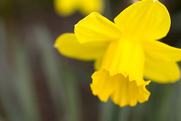 Spring Daffodil's