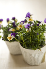 Pansies