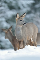 Roe deer on snow in winter