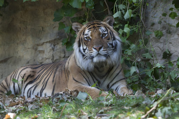 Fototapeta na wymiar tiger at the zoo
