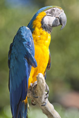 ara macaw parrot on its perch