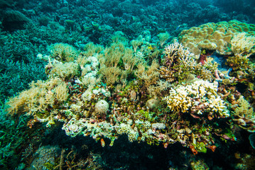Naklejka na ściany i meble colorful soft coral scuba diver kapoposang indonesia underwater