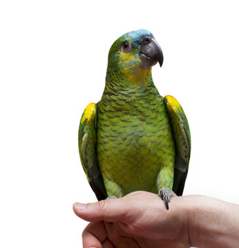 parrot in hand isolated