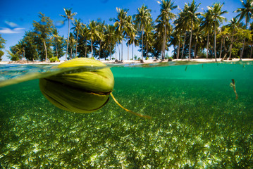 floating coconut clear water kapoposang indonesia scuba diver