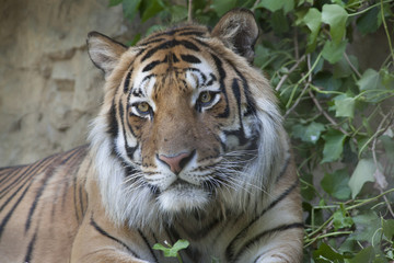 Fototapeta premium tiger at the zoo