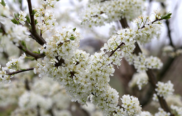 branch with many white flowers blooming cherry tree