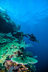 plongeur photo vidéo seafan kapoposang indonésie plongée sous-marine