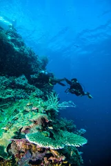 Cercles muraux Plonger plongeur photo vidéo seafan kapoposang indonésie plongée sous-marine