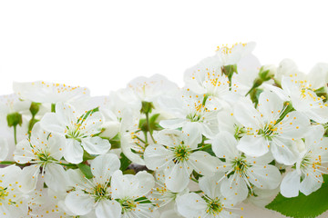 Blossoming Apple tree Flowers