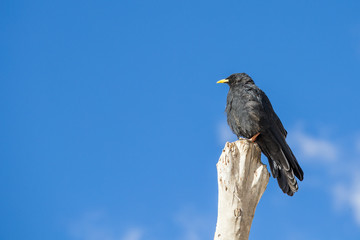 Blackbird in summertime - room for text
