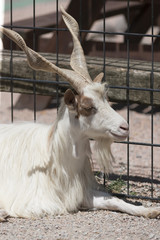 deer in the mountains