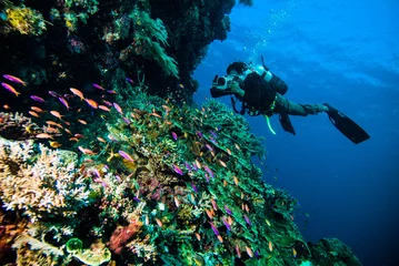 Wall murals Diving diver photo video seafan kapoposang indonesia scuba diving