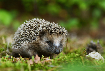Young hedgehog