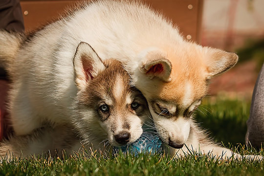 Two  little puppies playing r on the grass outside.