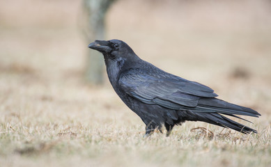 Raven