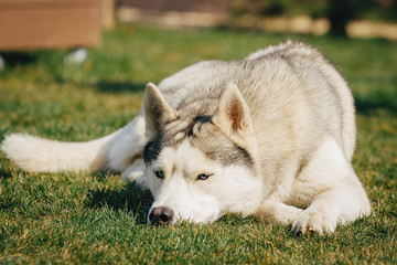 Obraz premium Portrait of Siberian Husky
