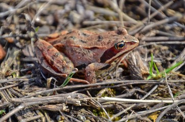 Frog