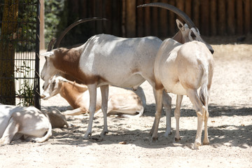 Fototapeta premium deer in the mountains