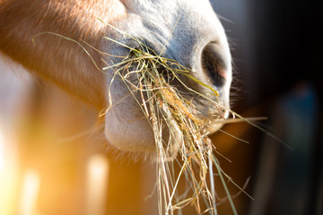 Naklejka premium Koń jedzący trawę