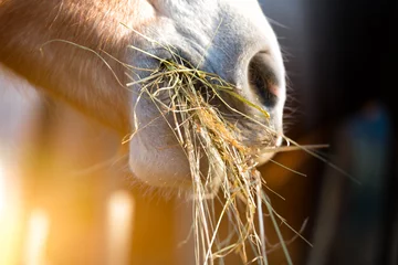 Fotobehang Paard dat gras eet © michelangeloop
