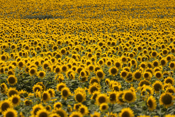 Field of blooming sunflowers on a sunset light