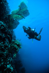 Naklejka na ściany i meble diver take photo video seafan kapoposang indonesia scuba diving