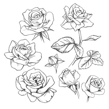 Set of hand-drawn roses. Vector.