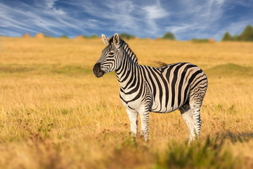 Fototapeta na wymiar african plains zebra standing alone