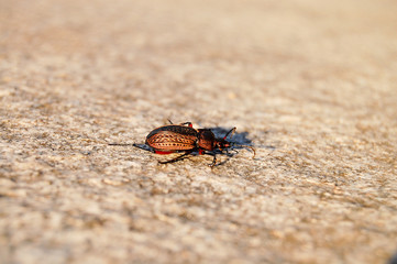 Walking beetle