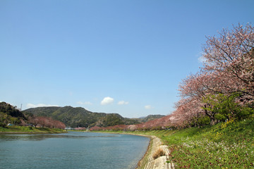 みなみの桜と菜の花
