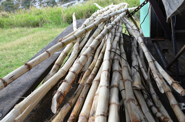 chopped stalks of sugar cane