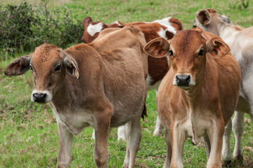 young cattle calves