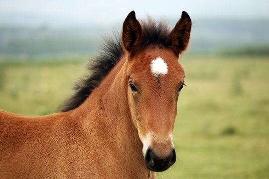 brown horse foal on field portrait