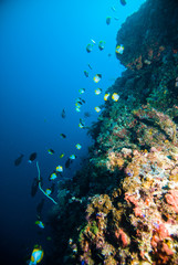 Fototapeta na wymiar schooling fish above coral scuba diver kapoposang indonesia