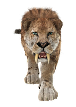 Big Cat Smilodon