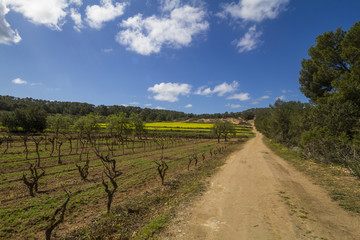 Fototapeta na wymiar Vineyards and blue sky in spring, ibiza, Spain