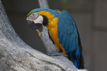 ara macaw parrot on its perch