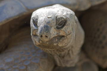 tortoise at zoo