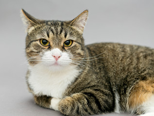 Portrait of a big gray striped cat