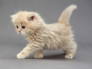 Little British kitten