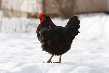 Black hen in the snow