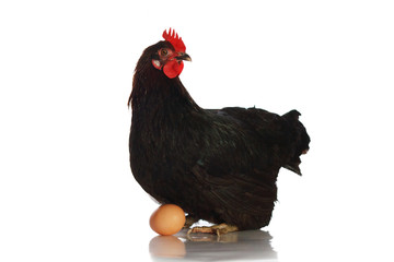 Black hen sitting on an egg