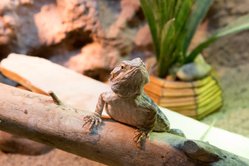 Bartagame aufmerksam