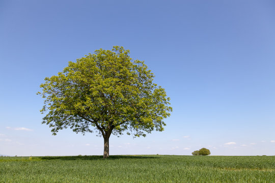 Walnussbaum
