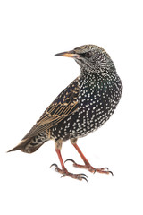 Starling