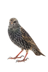 Starling