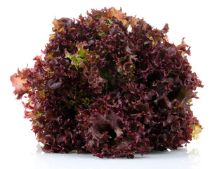 Lolo rosso, Lettuce