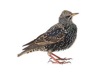 Starling